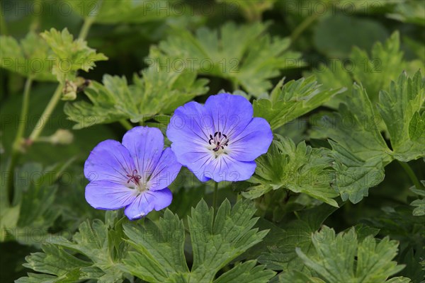 Ashy Cranesbill (Geranium cinereum)