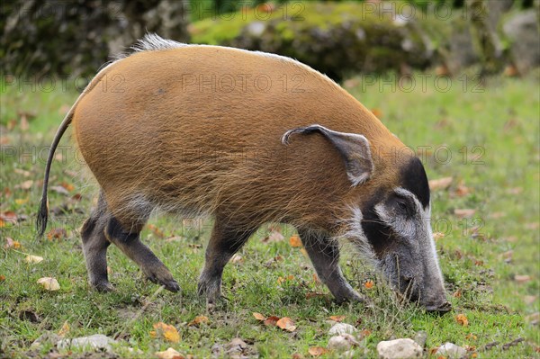 Brush-eared pig (Potamochoerus porcus pictu)