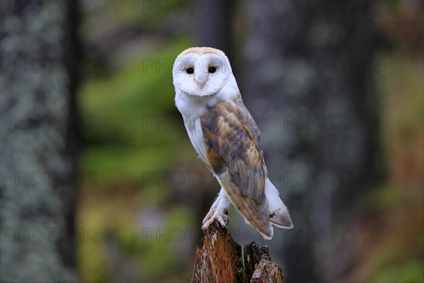 Common barn owl (Tyto alba)