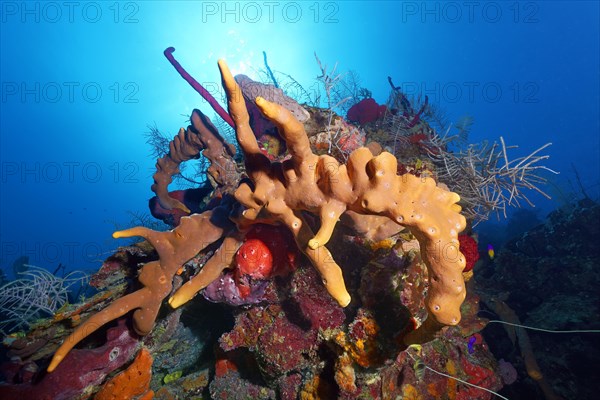 Small coral tower with Brown tube sponge (Agelas conifera) in backlight