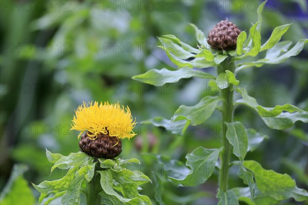 Globe knapweed (Centaurea macrocephala)
