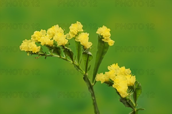 Sea Lavender (Limonium)