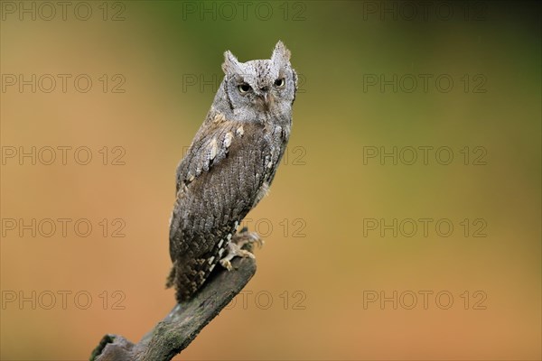 European scops owl (Otus scops)
