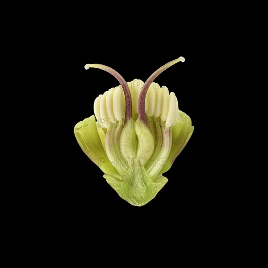 Barnhaven hybrid (Helleborus x hybridus)
