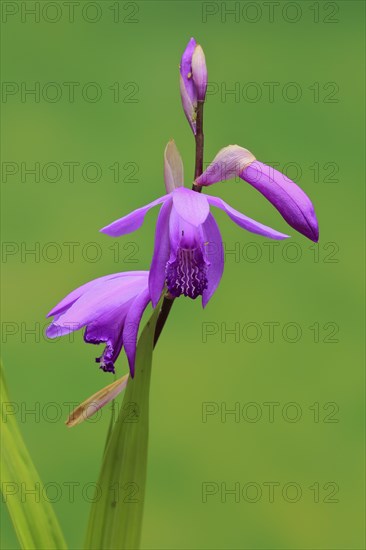 Chinese ground orchid (Bletilla striata)