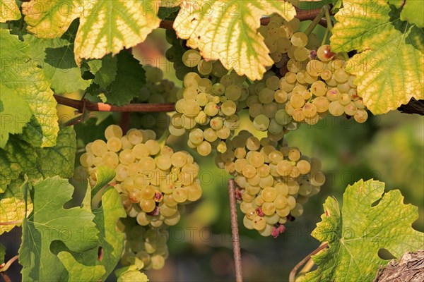 Grape vine (Vitis vinifera)