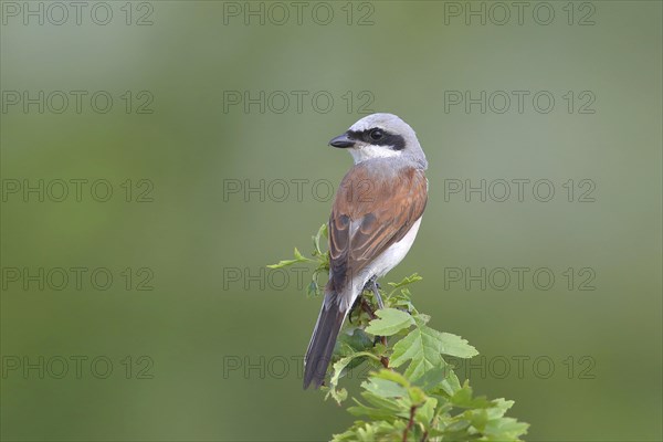 Red-backed Shrike (Canius collurio) male on perch