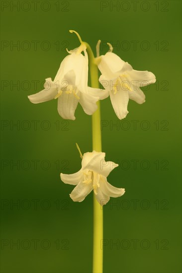 Spanish bluebell (Hyacinthoides hispanica)