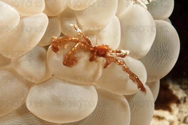 Orangutan orang utan crab (Achaeus japonicus) on Bubble Coral (Plerogyra sinuosa)