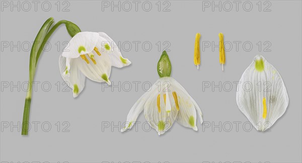 Spring snowflake (Leucojum vernum)