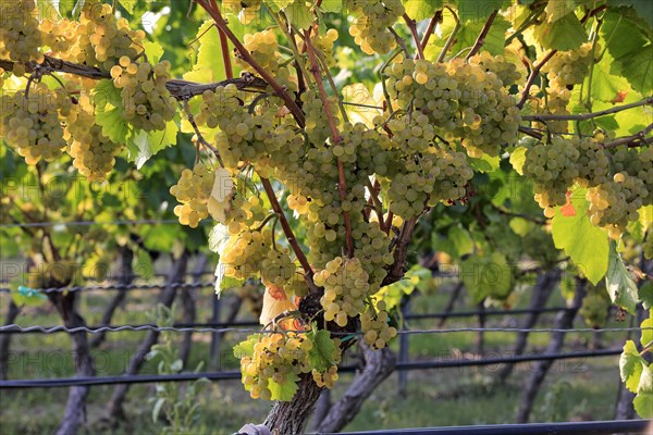 Grape vine (Vitis vinifera)
