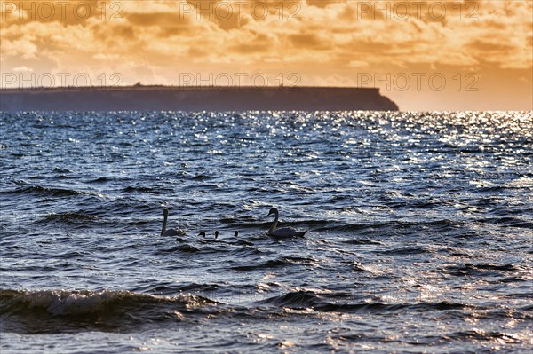 Swan family swimming off the coast of the island of Stora Karlsoe