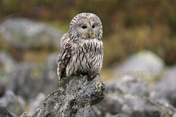 Ural owl (Strix uralensis)