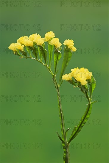 Sea Lavender (Limonium)