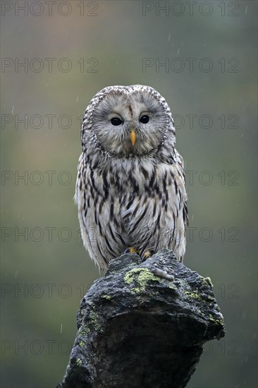 Ural owl (Strix uralensis)