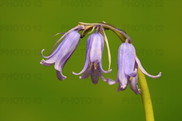 Spanish bluebell (Hyacinthoides hispanica)