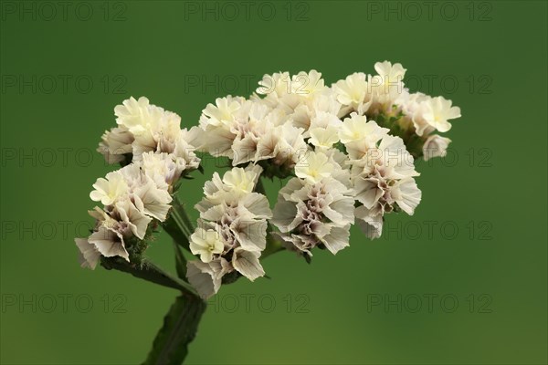 Sea Lavender (Limonium)