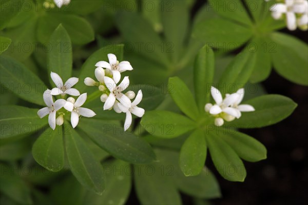Woodruff (Asperula odorata)