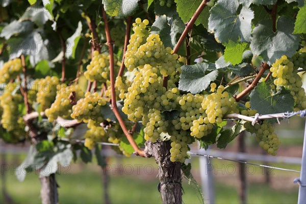 Grape vine (Vitis vinifera)