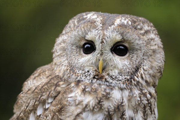 Tawny owl (Strix aluco)