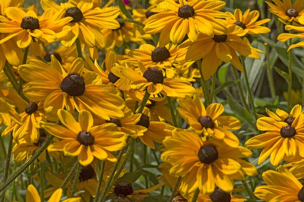 Yellow coneflower (Rudbeckia fulgida var. sullivantii)