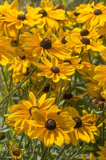 Yellow coneflower (Rudbeckia fulgida var. sullivantii)