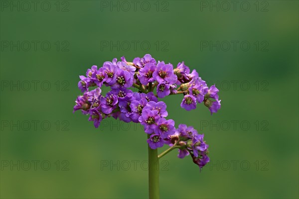 Bergenia