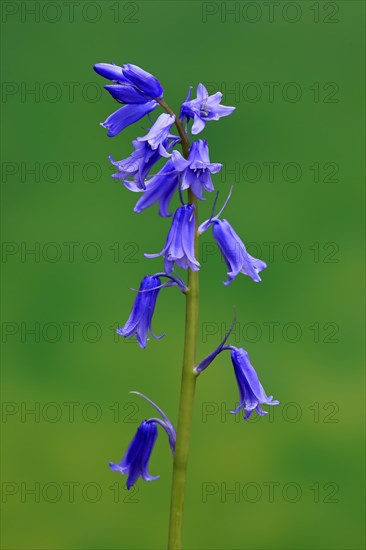 Spanish bluebell (Hyacinthoides hispanica)