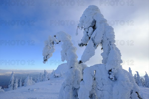Snow-covered spruces