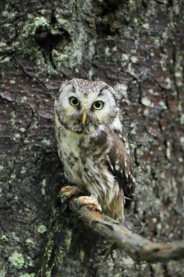 Tengmalm's owl (Aegolius funereus)