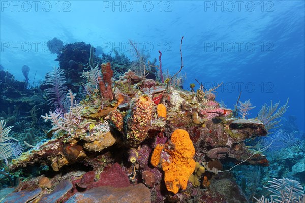 Typical Caribbean coral reef with various sponges and corals