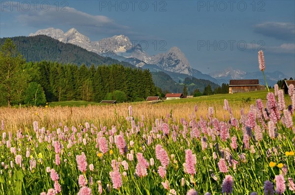 Mountain meadow
