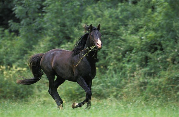SHAGYA HORSE