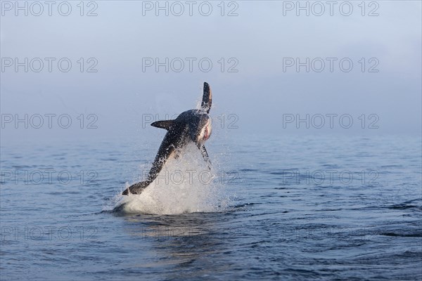 Great white shark