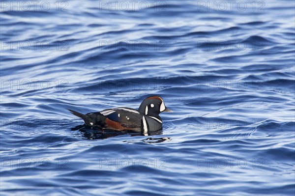 Harlequin duck