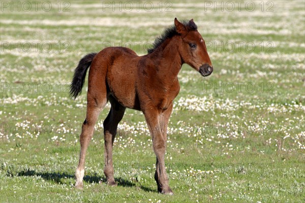 Maremma horse
