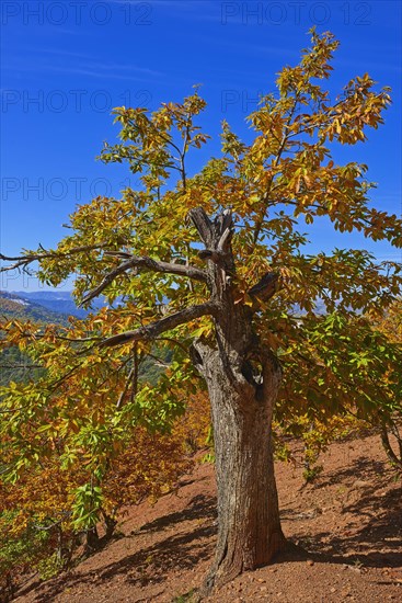 Autumn