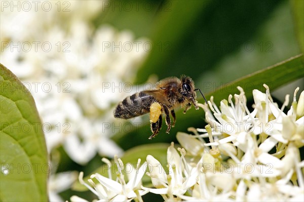 Honey bee