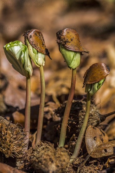 Beech seedlings