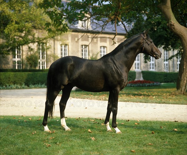 English thoroughbred horse