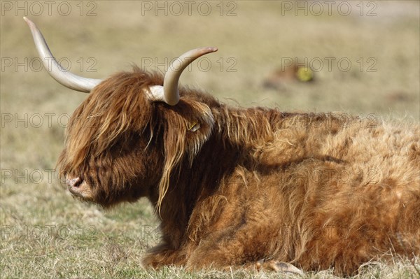 Scottish Highland Cattle on pasture
