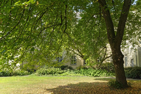 Limetree