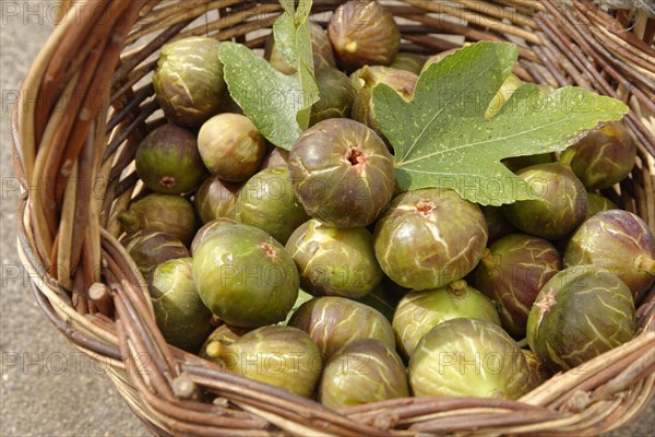 Fresh common Common fig