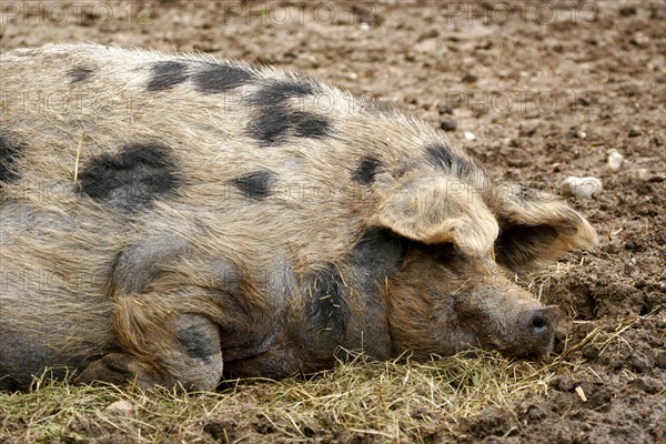 Turopolje pig