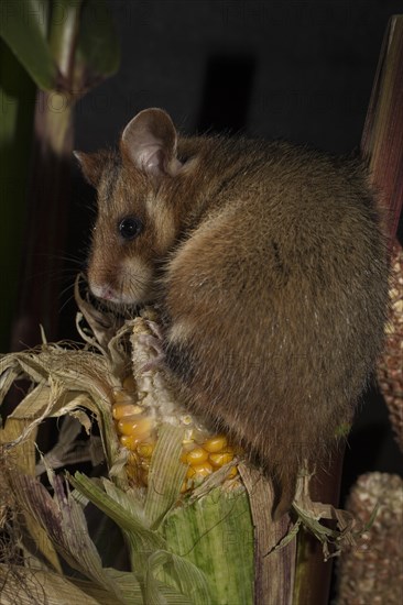 European Hamster