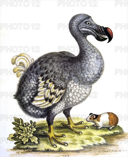 DODO