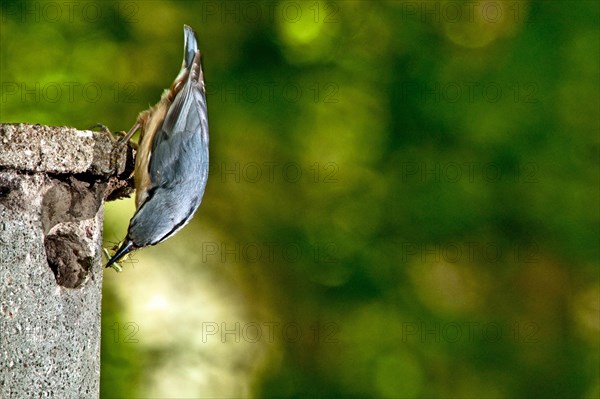 Nuthatch with food at the nest box
