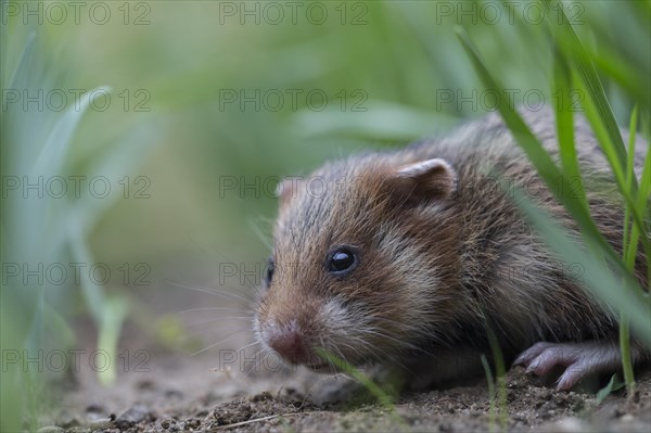 European Hamster