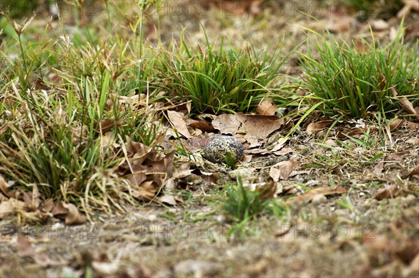 Double striped thick knee