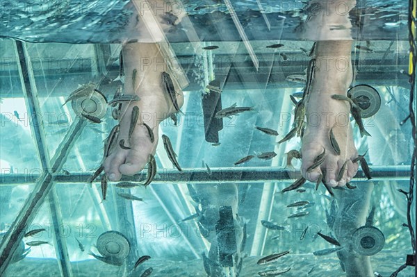 Doctor fish